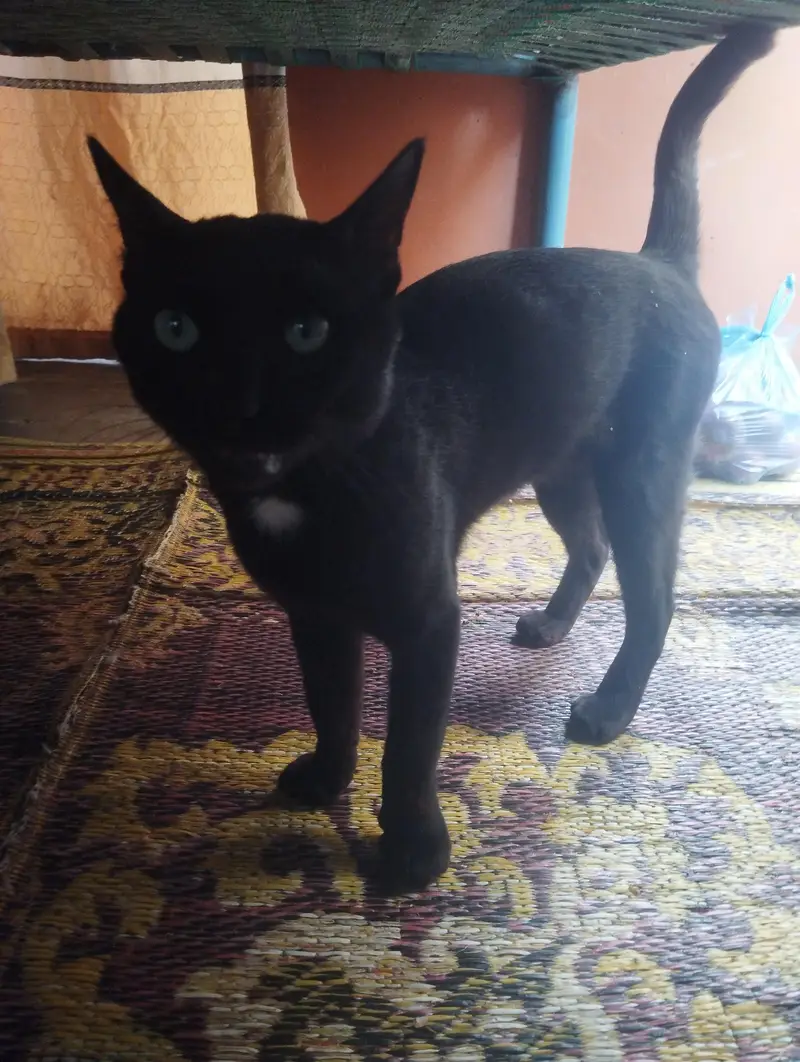 male cat — photo 3