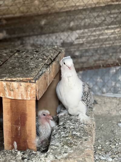 Satinette (Oriental Frill) Breeder pair and 2 female