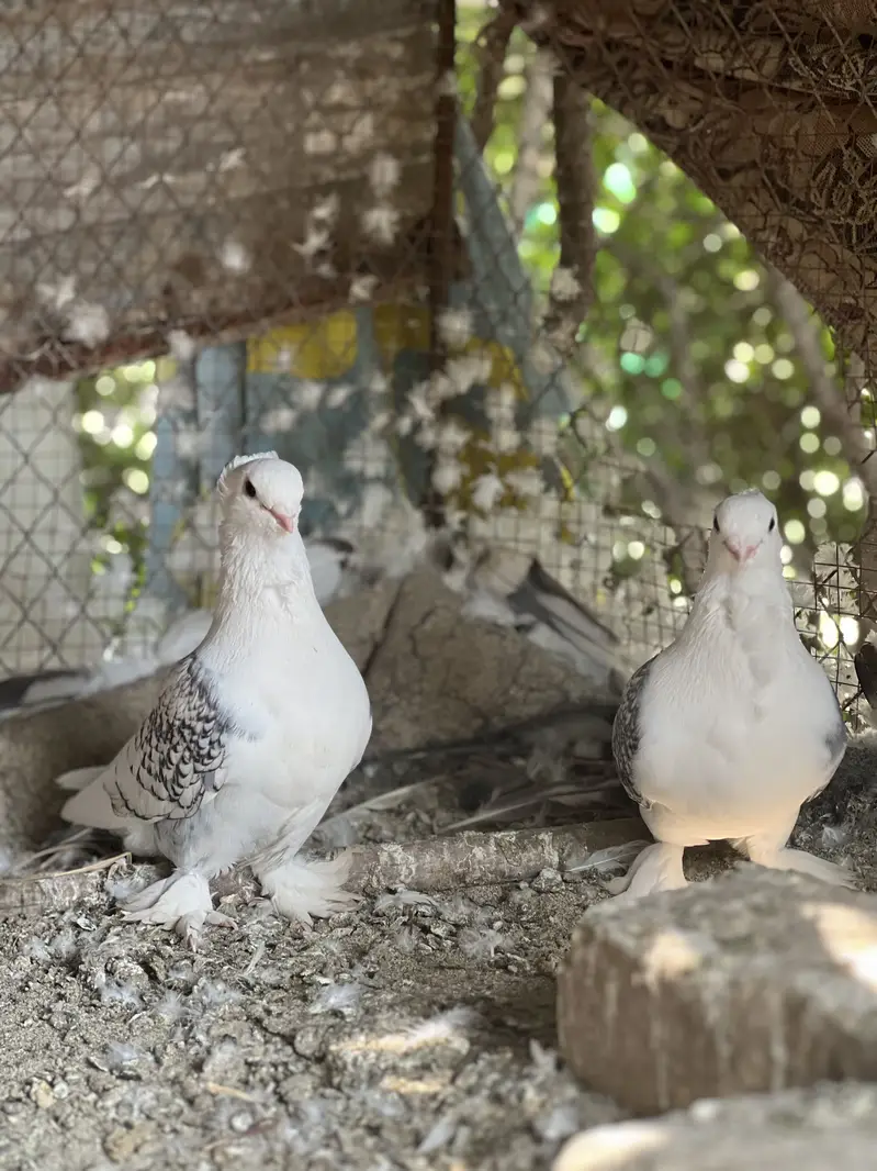 Satinette (Oriental Frill) Breeder pair and 2 female — photo 2