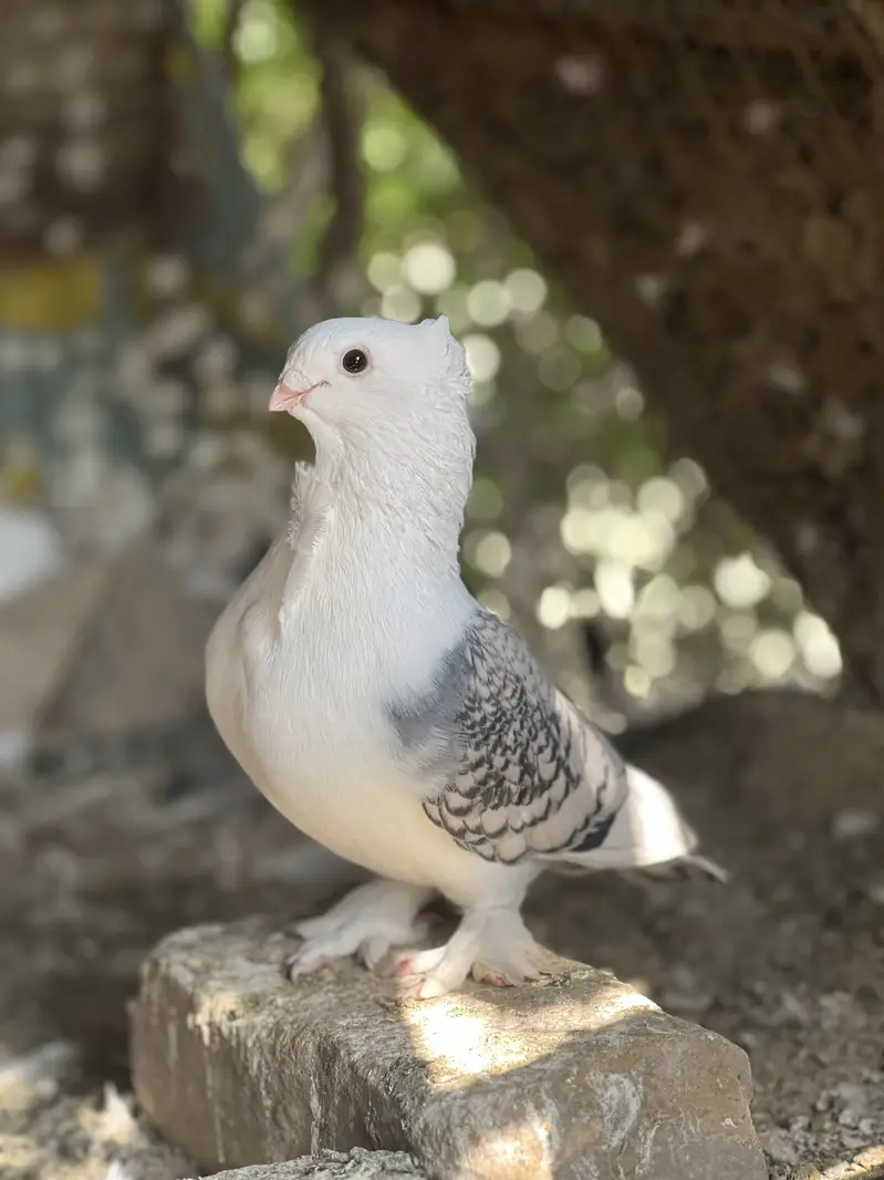 Satinette (Oriental Frill) Breeder pair and 2 female — photo 3