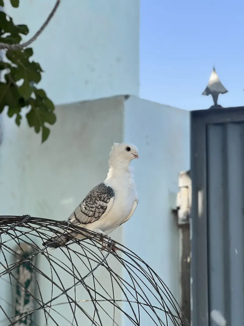 Satinette (Oriental Frill) Breeder pair and 2 female — photo 4