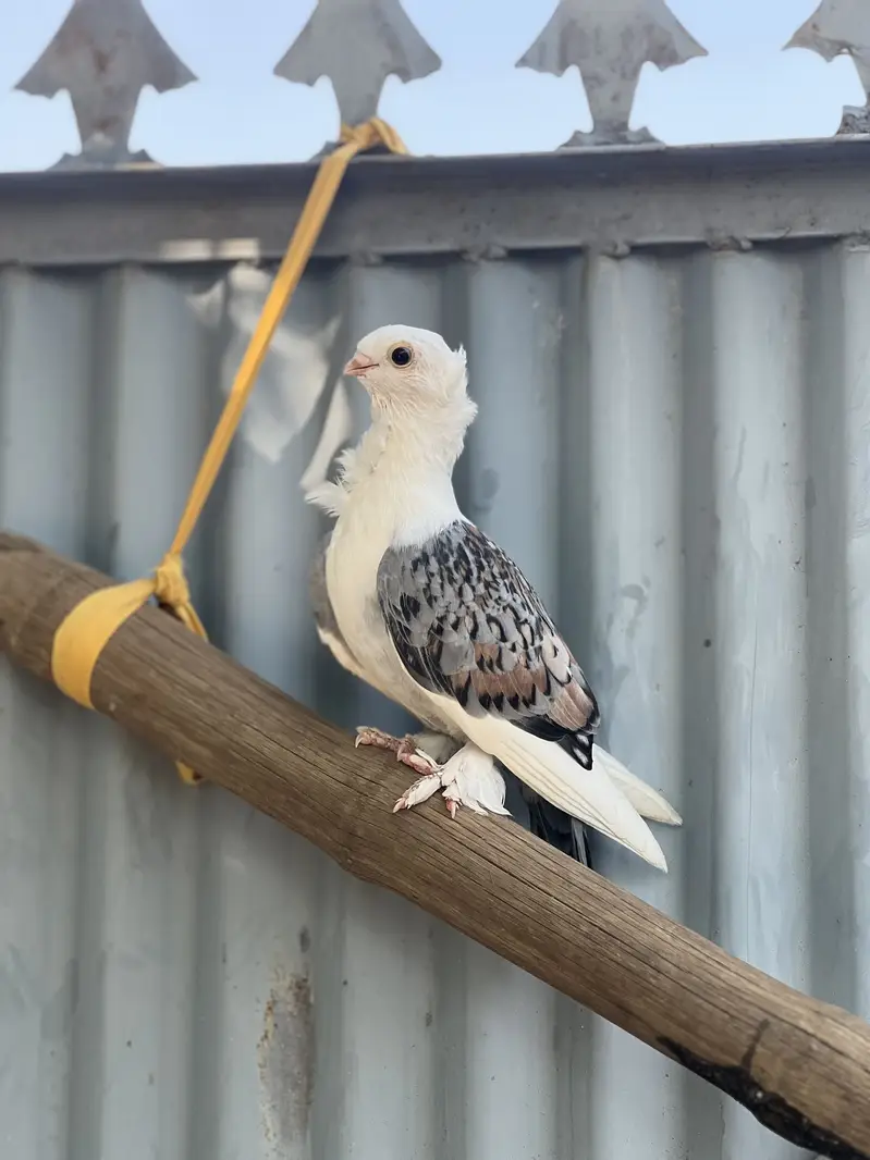 Satinette (Oriental Frill) Breeder pair and 2 female — photo 5