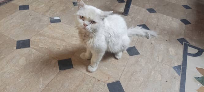 White Persian Cat for Sale in Pakistan | Beautiful Long Hair Cat