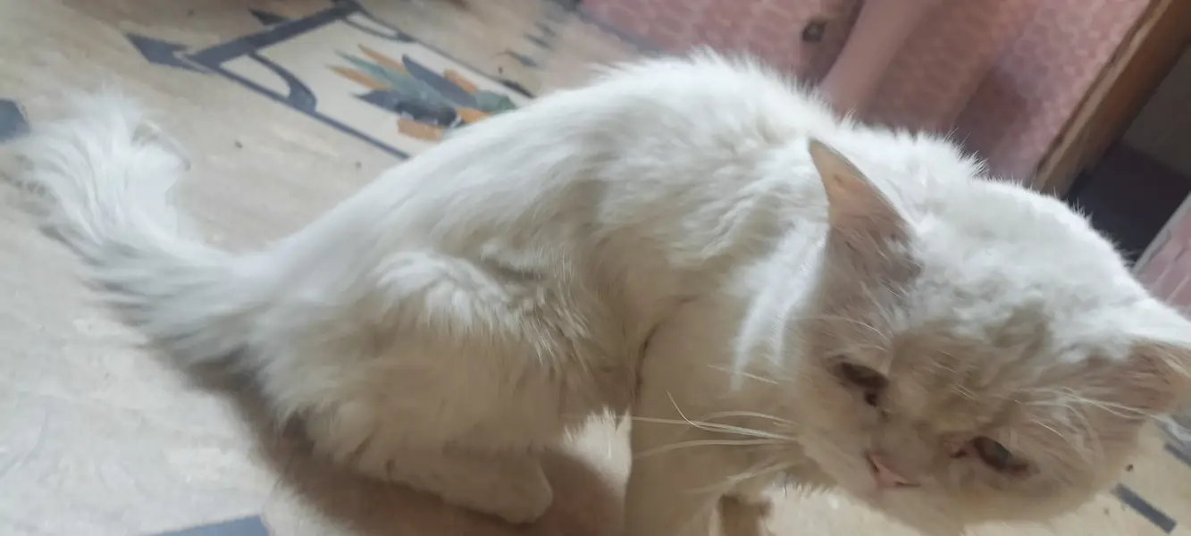 White Persian Cat for Sale in Pakistan | Beautiful Long Hair Cat — photo 2