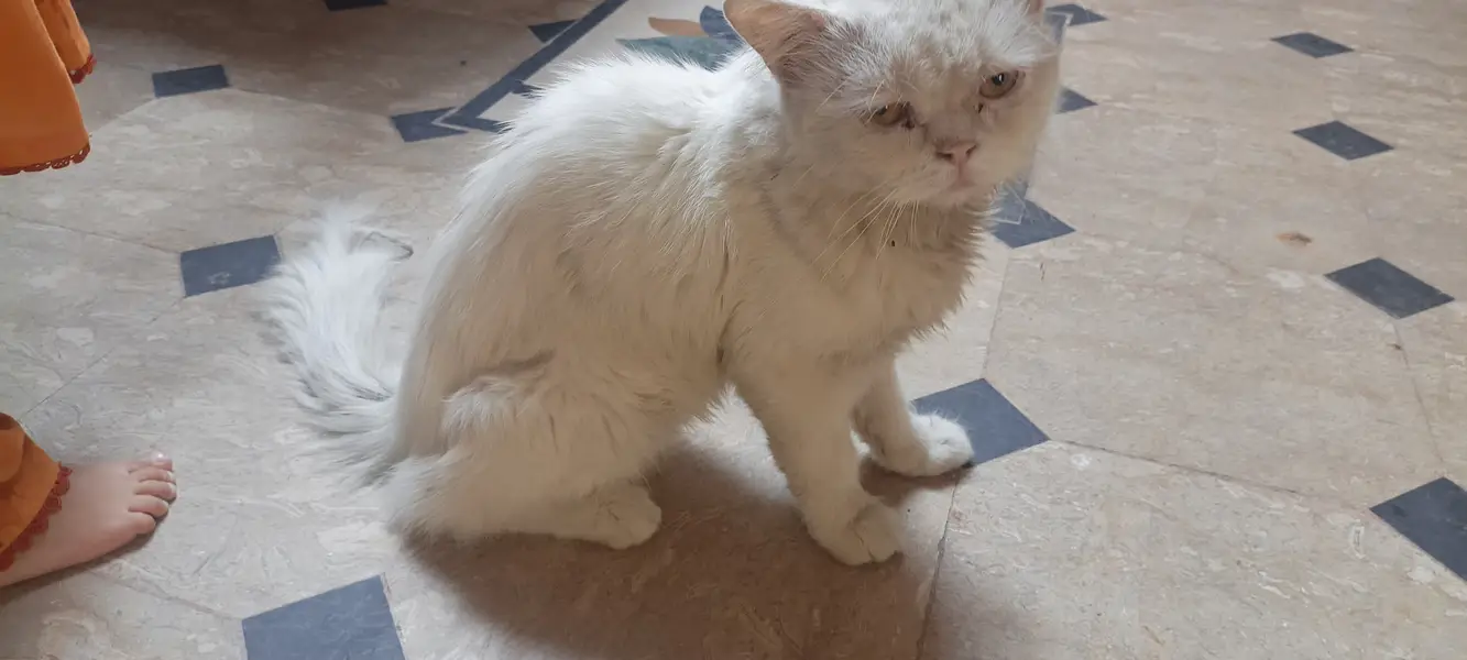 White Persian Cat for Sale in Pakistan | Beautiful Long Hair Cat — photo 3