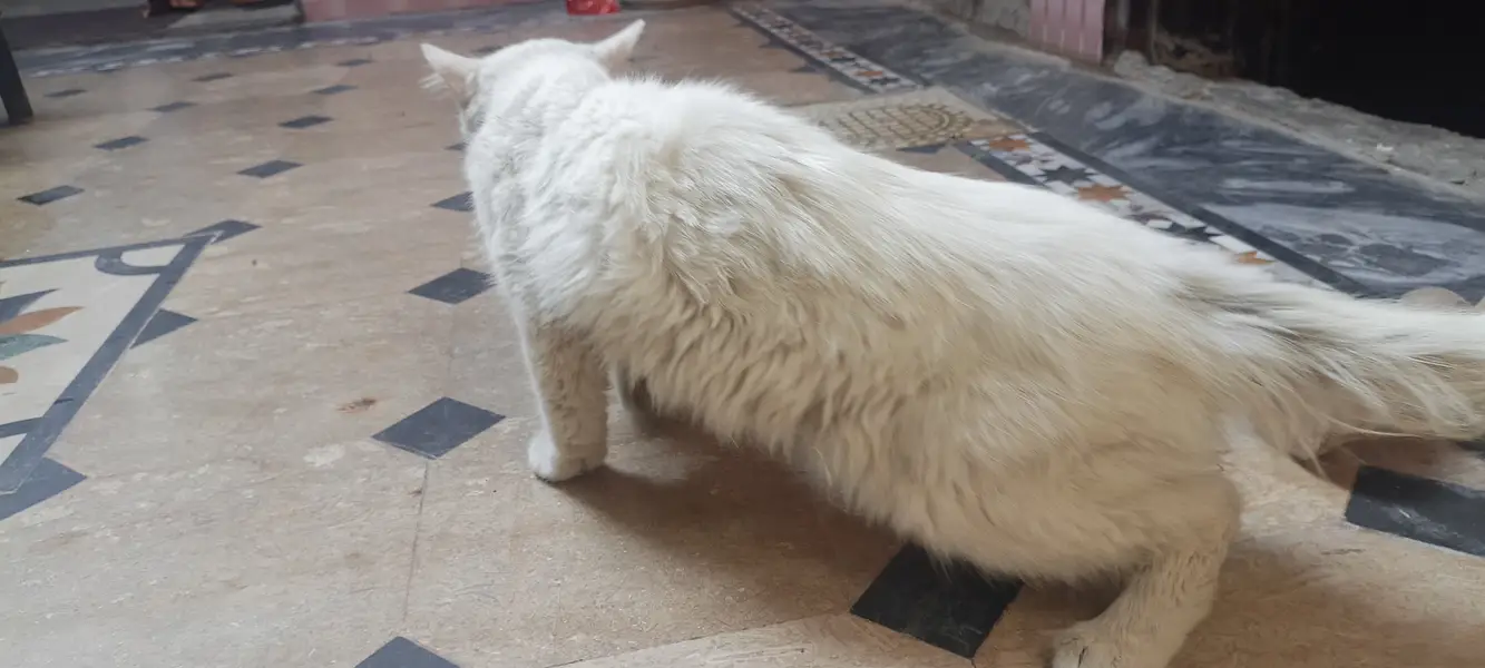 White Persian Cat for Sale in Pakistan | Beautiful Long Hair Cat — photo 4