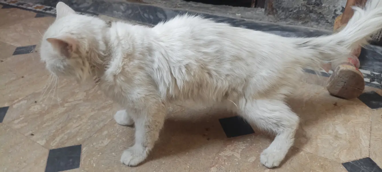 White Persian Cat for Sale in Pakistan | Beautiful Long Hair Cat — photo 5