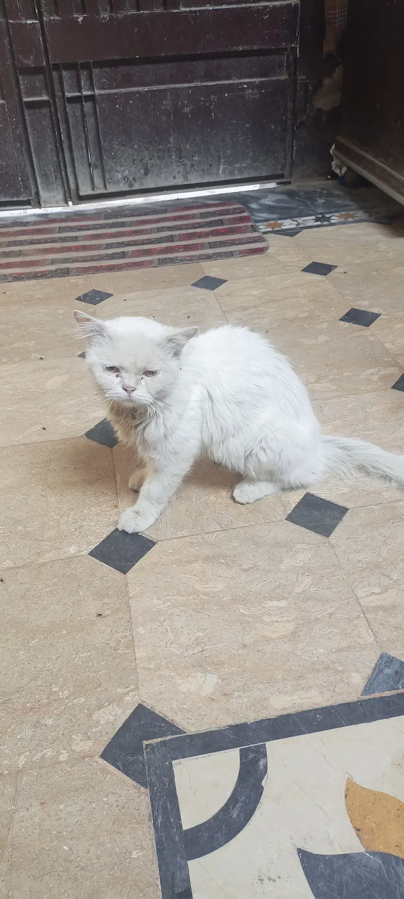 White Persian Cat for Sale in Pakistan | Beautiful Long Hair Cat — photo 6