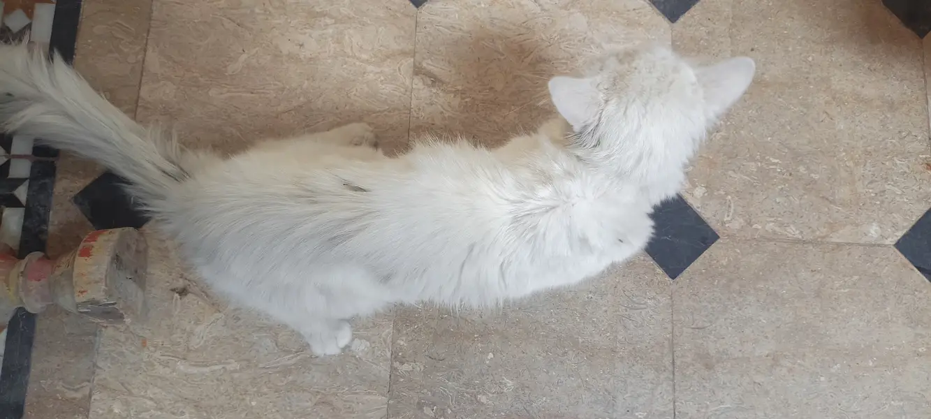 White Persian Cat for Sale in Pakistan | Beautiful Long Hair Cat — photo 7