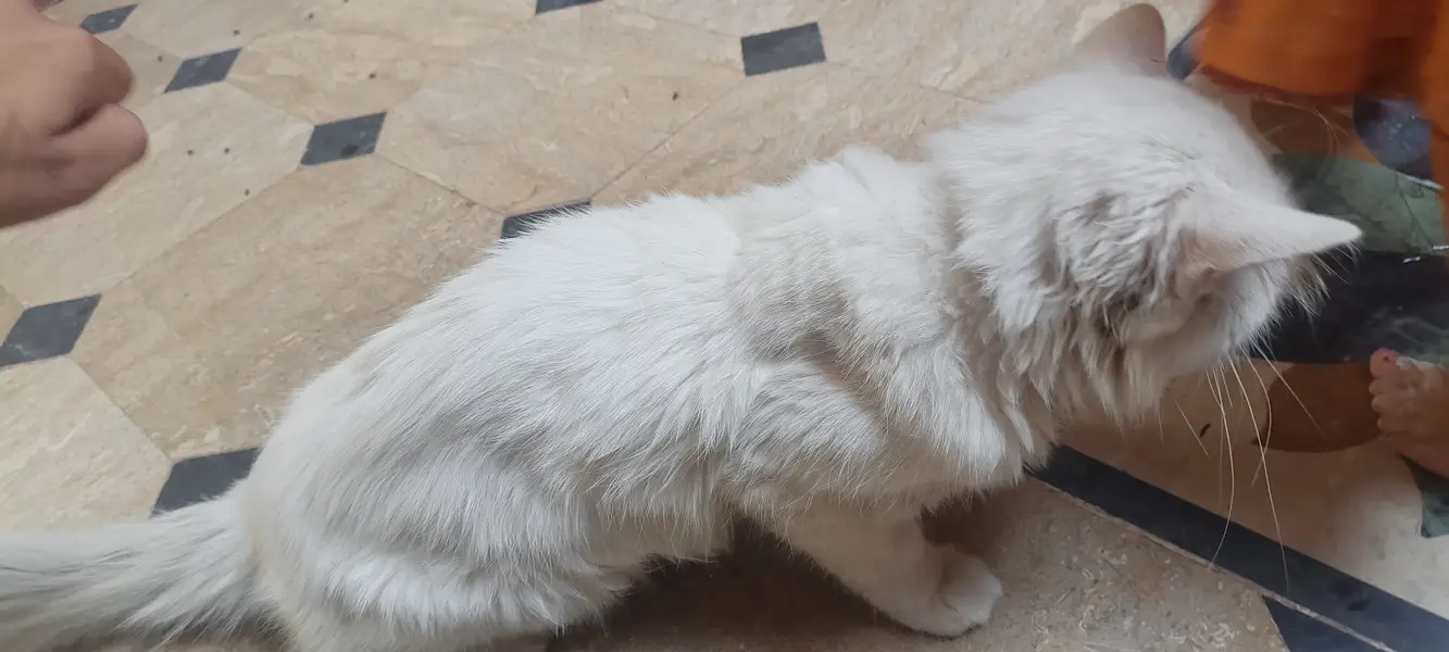 White Persian Cat for Sale in Pakistan | Beautiful Long Hair Cat — photo 8