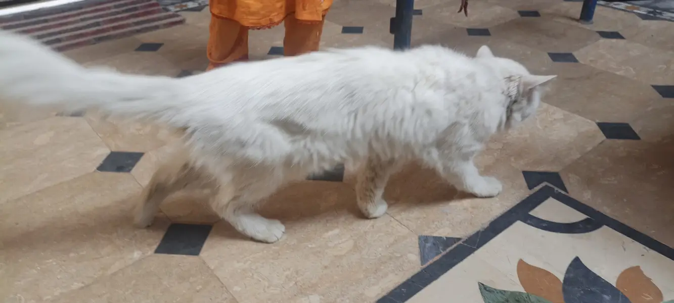 White Persian Cat for Sale in Pakistan | Beautiful Long Hair Cat — photo 9
