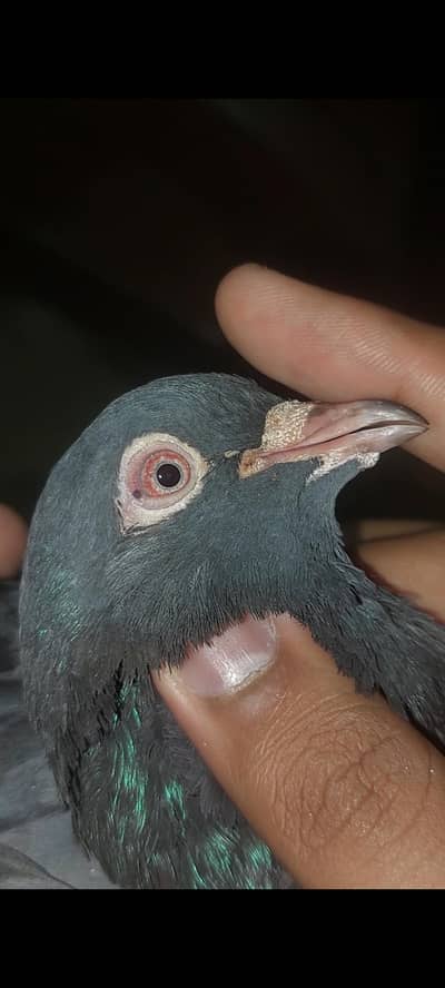 neela pigeon