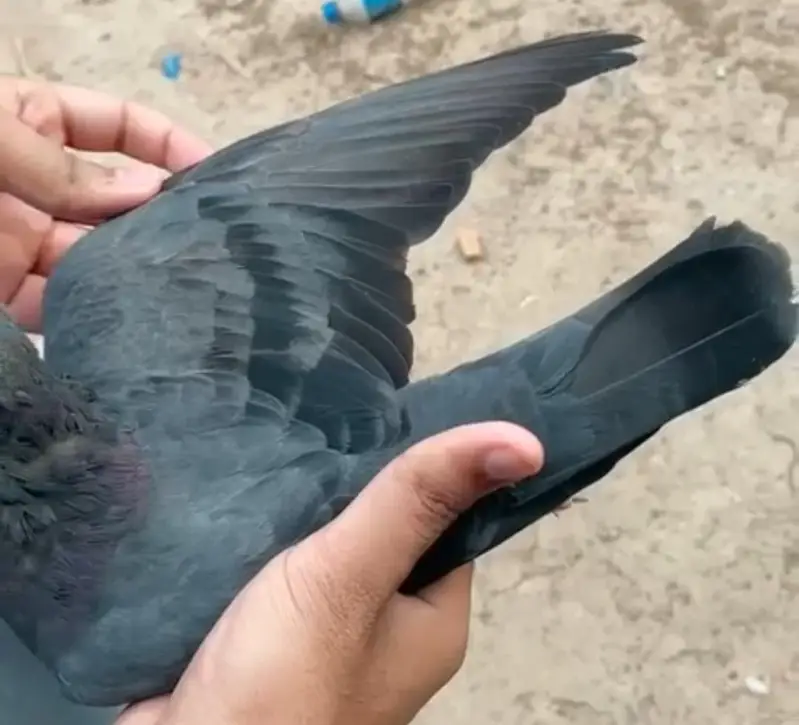 neela pigeon — photo 2