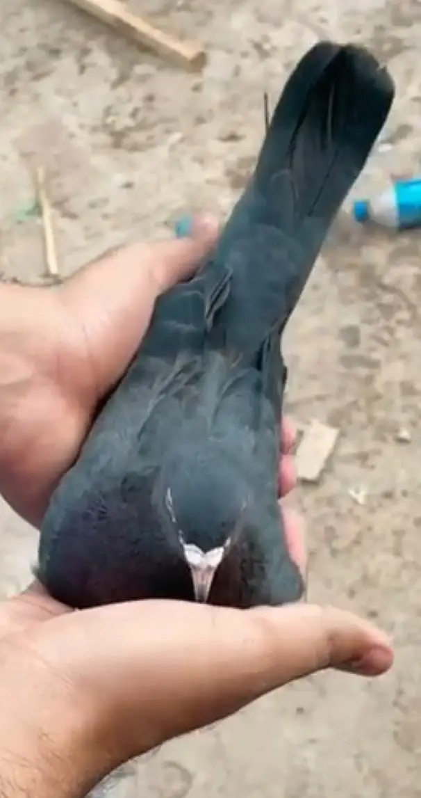 neela pigeon — photo 3