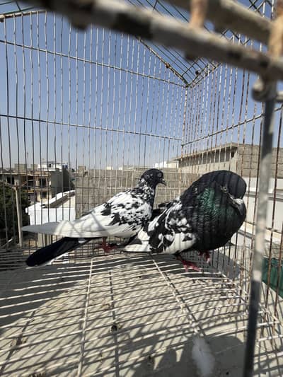 Rampuri pigeon