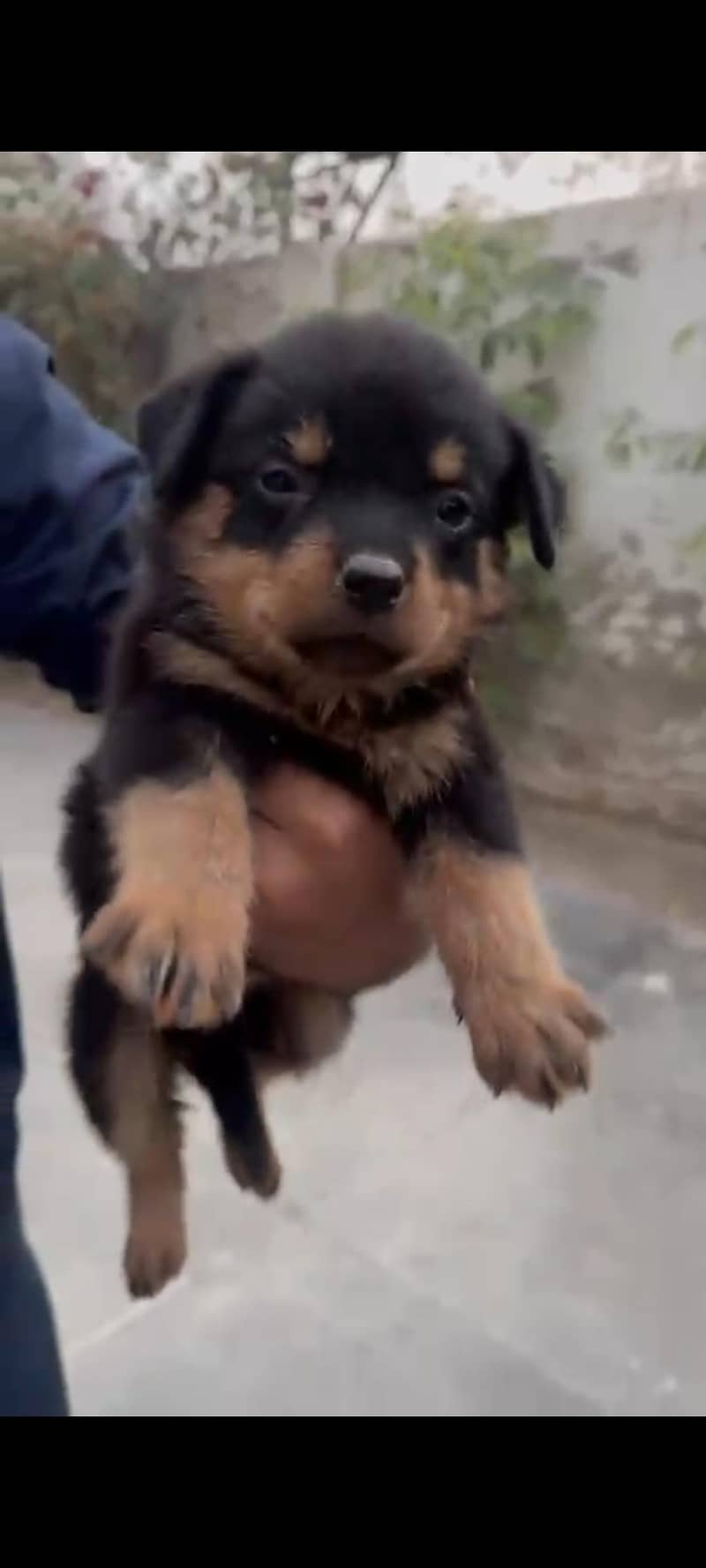 Top quality Rottweiler female puppy | full active & healthy for sale ...