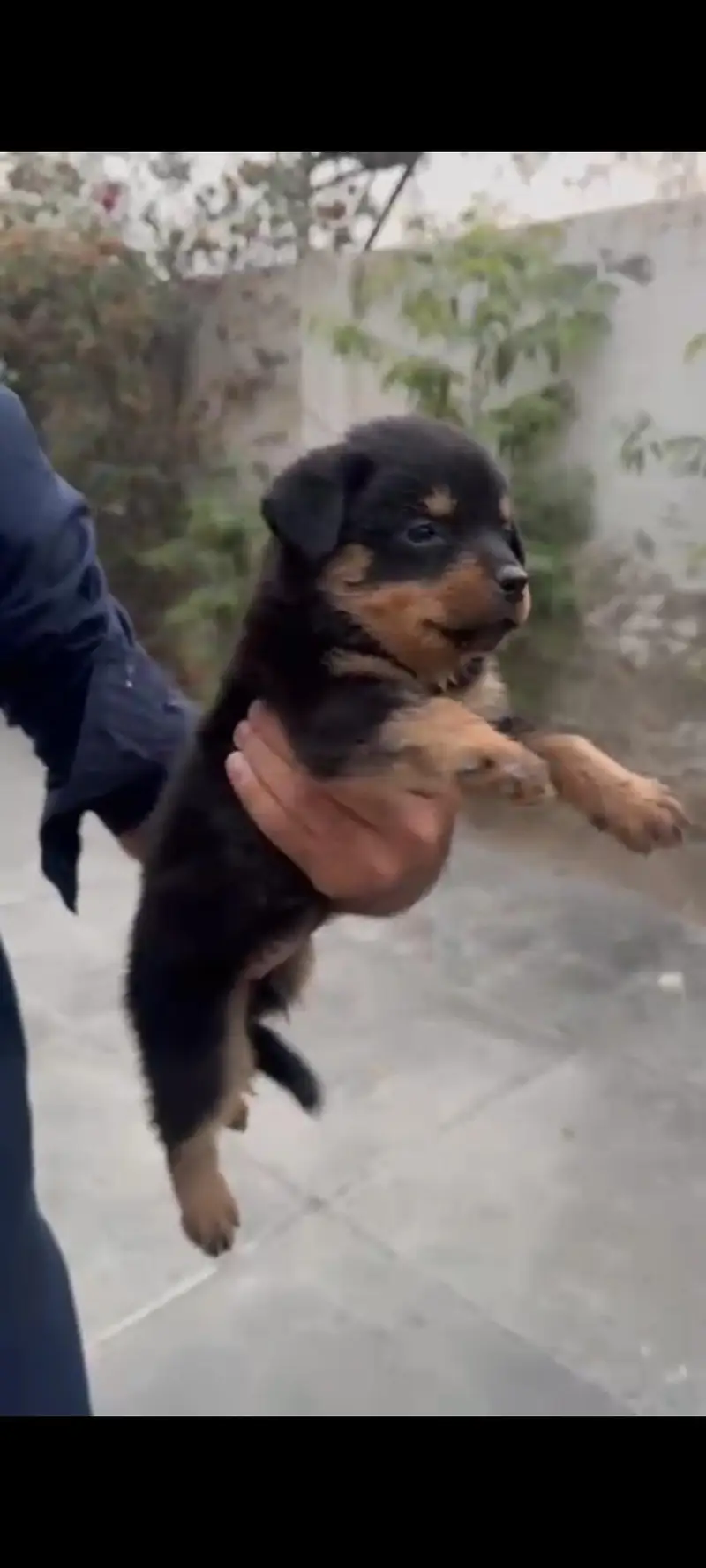 Top quality Rottweiler female puppy | full active & healthy for sale — photo 2