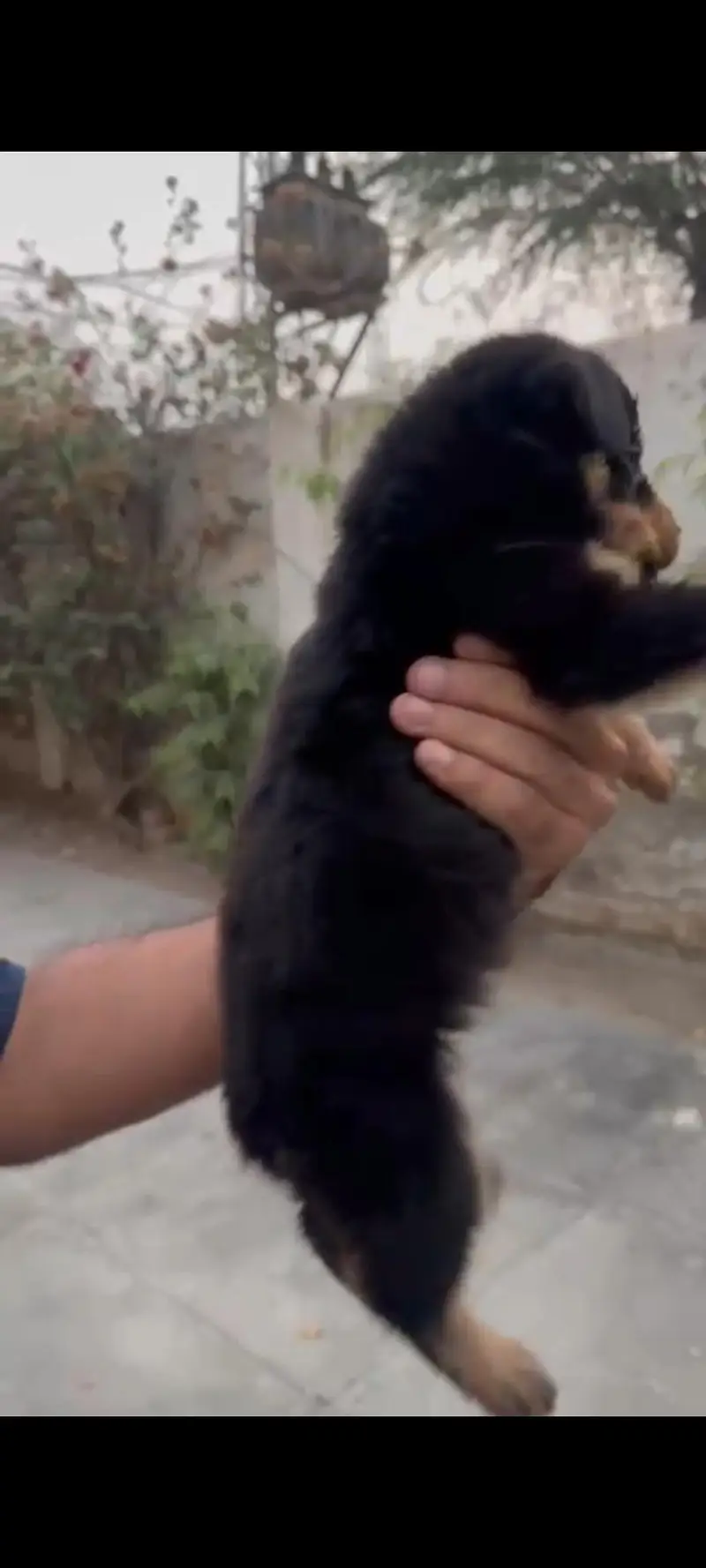 Top quality Rottweiler female puppy | full active & healthy for sale — photo 3