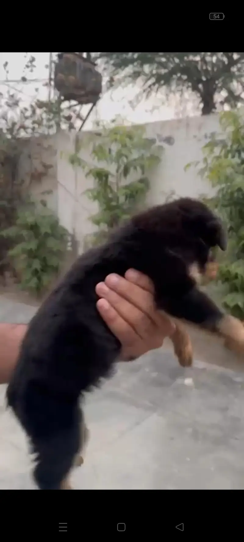 Top quality Rottweiler female puppy | full active & healthy for sale — photo 4