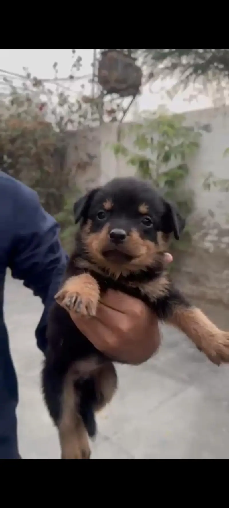 Top quality Rottweiler female puppy | full active & healthy for sale — photo 5