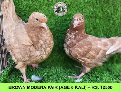 Quality Fancy Pigeons
