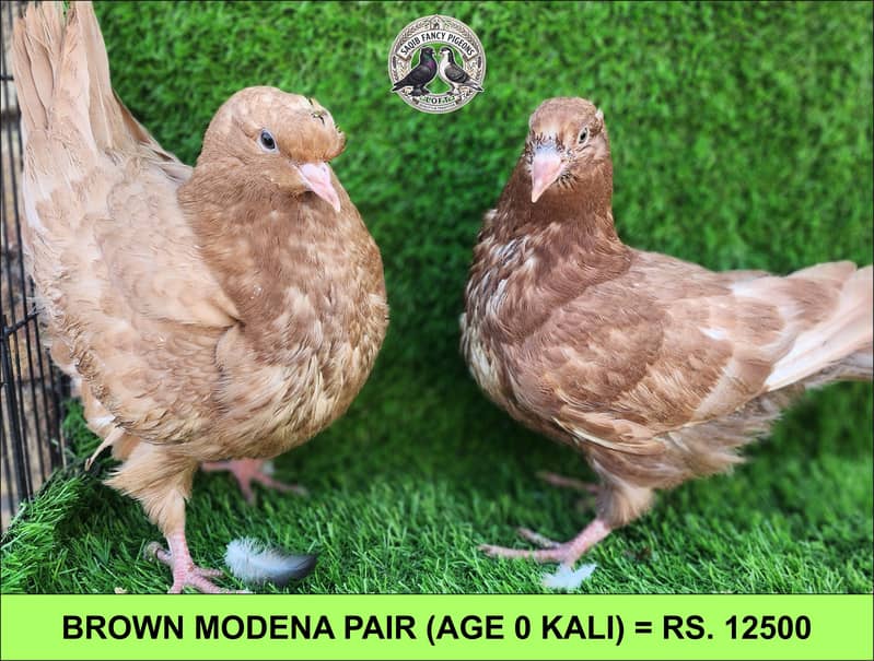 Quality Fancy Pigeons 0