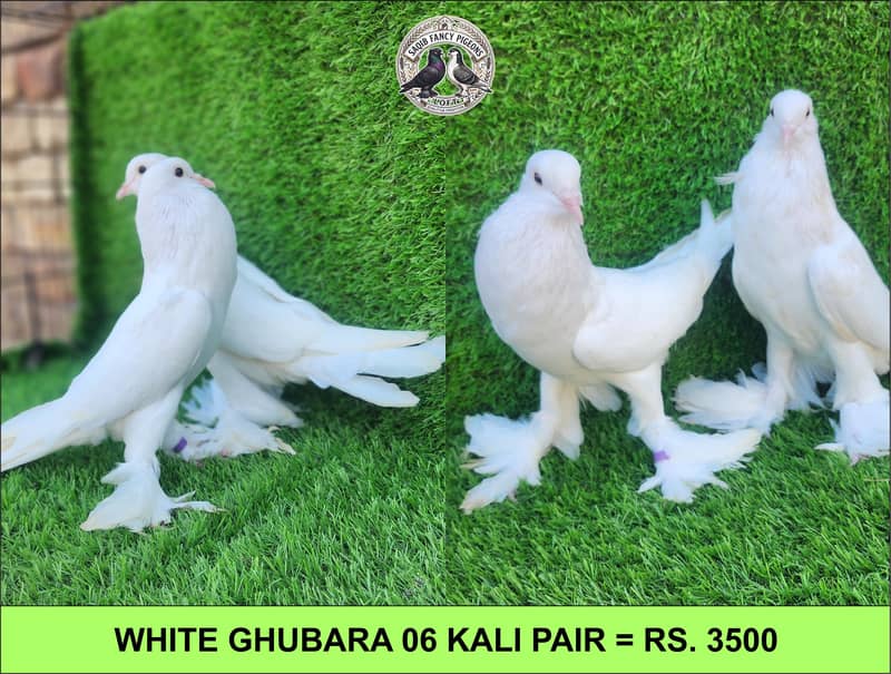 Quality Fancy Pigeons 1