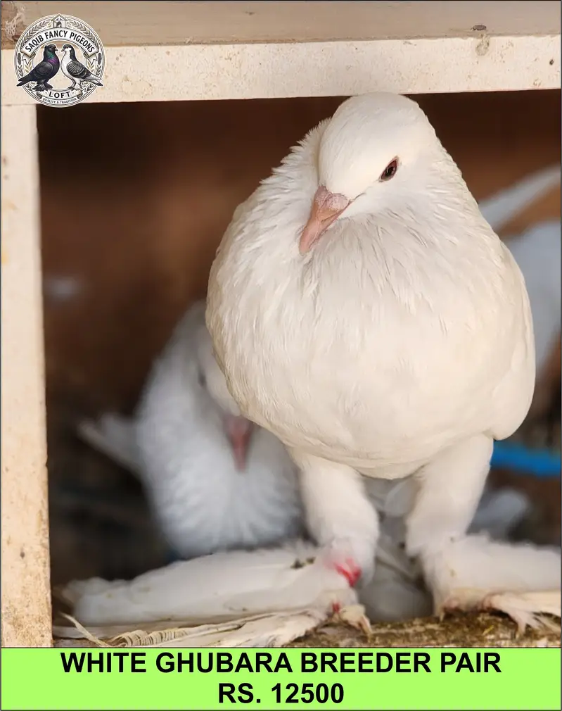 Quality Fancy Pigeons — photo 3