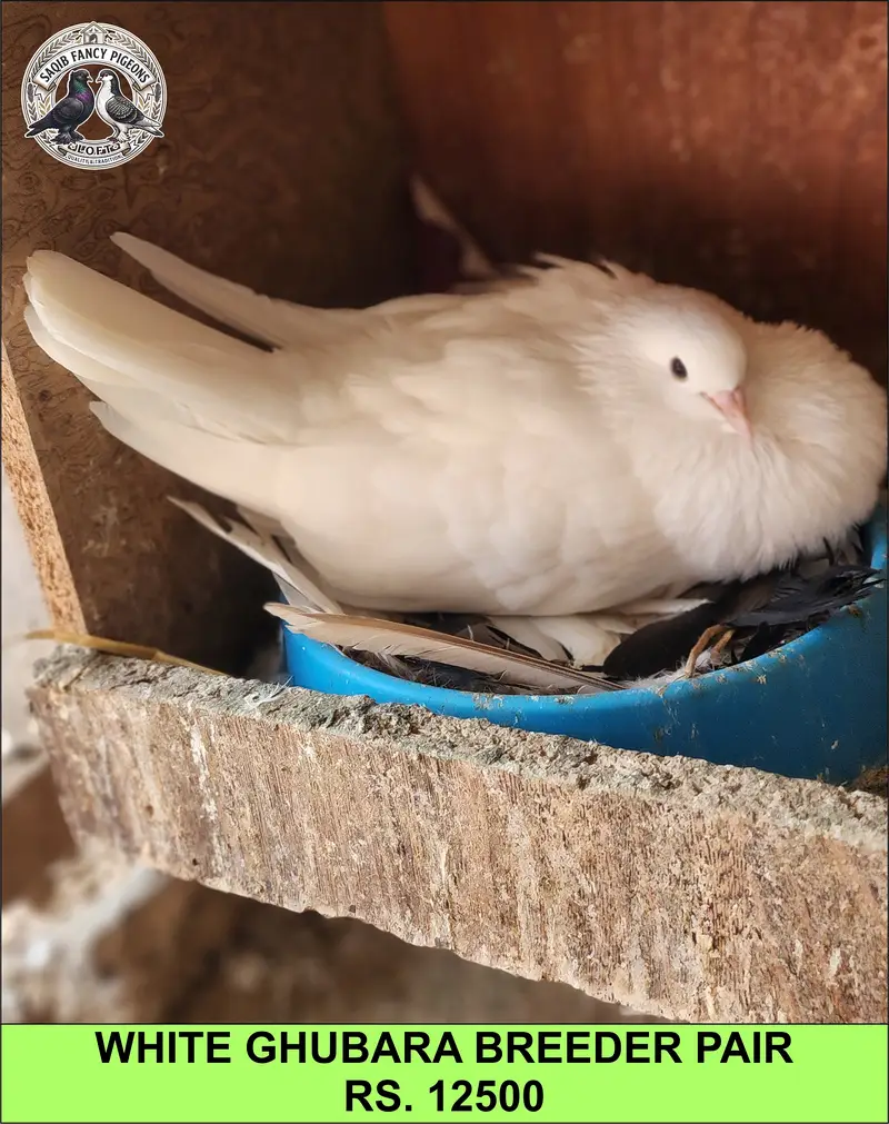 Quality Fancy Pigeons — photo 4