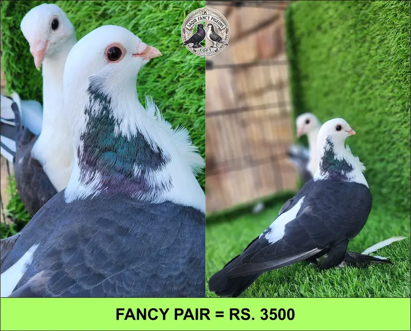 Quality Fancy Pigeons — photo 5