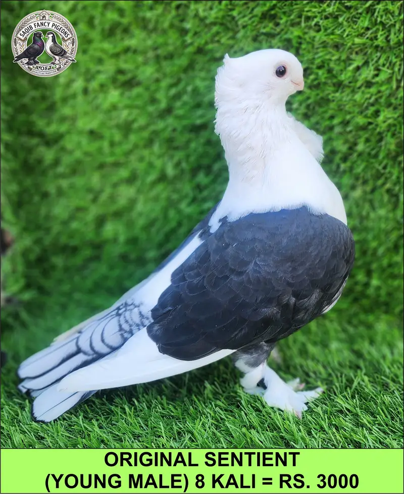 Quality Fancy Pigeons — photo 6