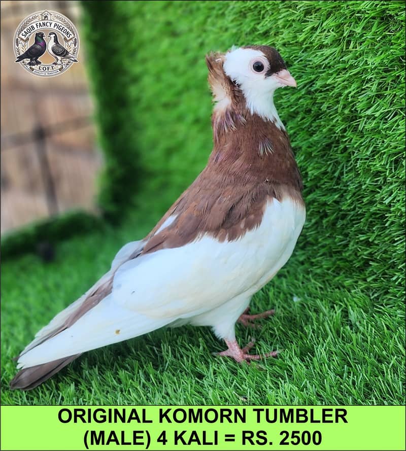 Quality Fancy Pigeons 6