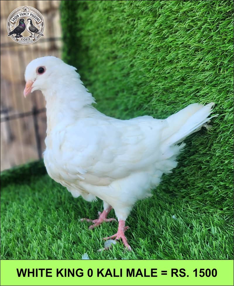 Quality Fancy Pigeons 7