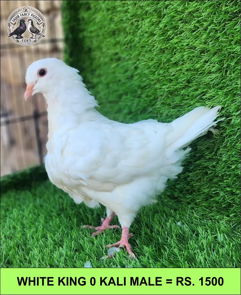 Quality Fancy Pigeons — photo 8