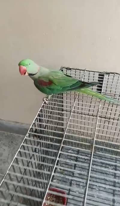 raw patriot for sale location talagang lawa
