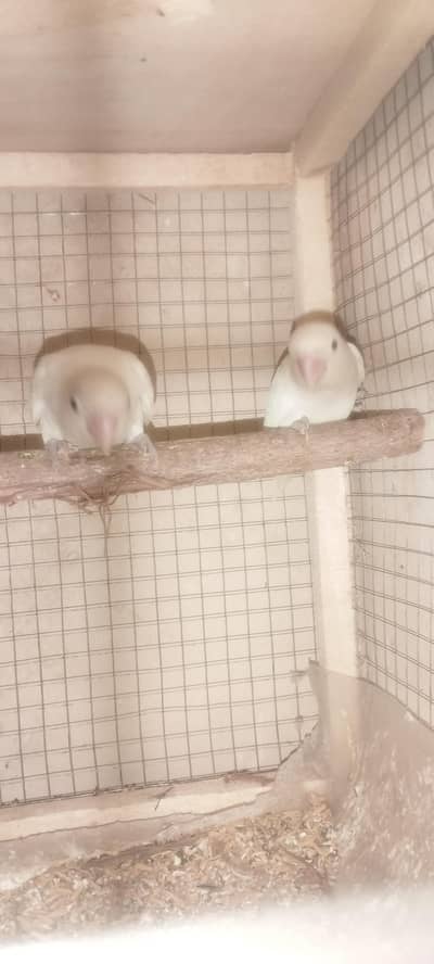 albino