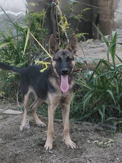 Sell for dog German Shepherd