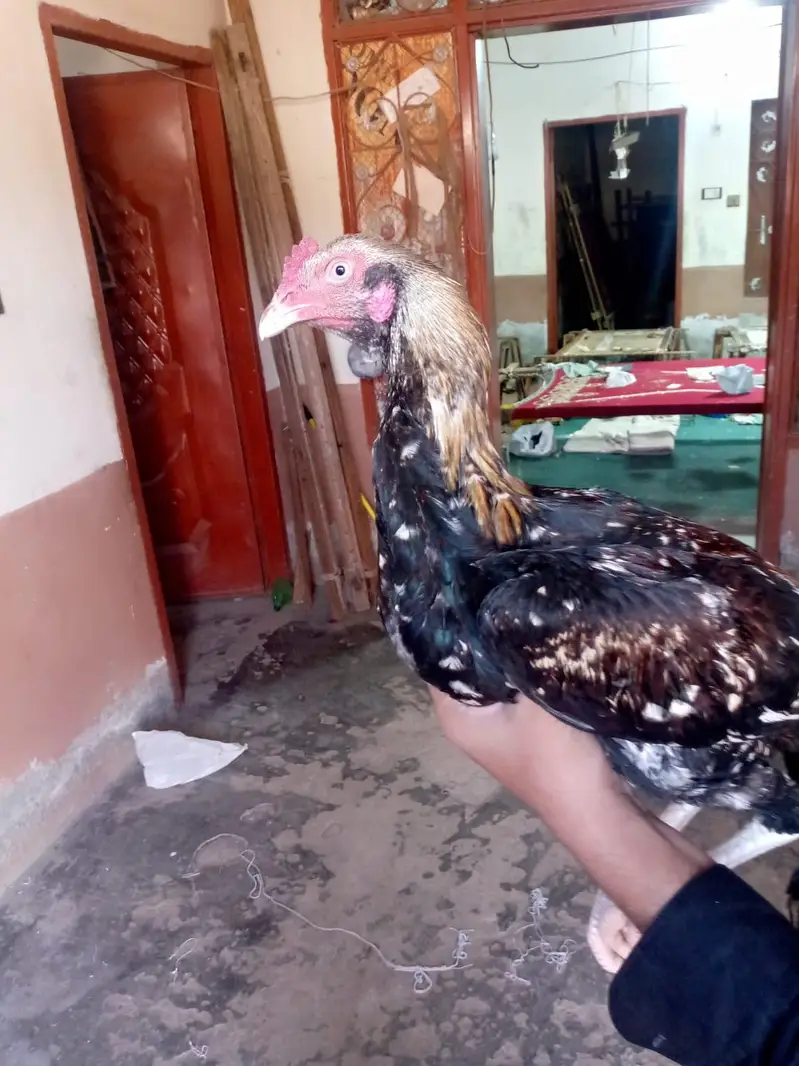 Sindhi aseel — photo 2