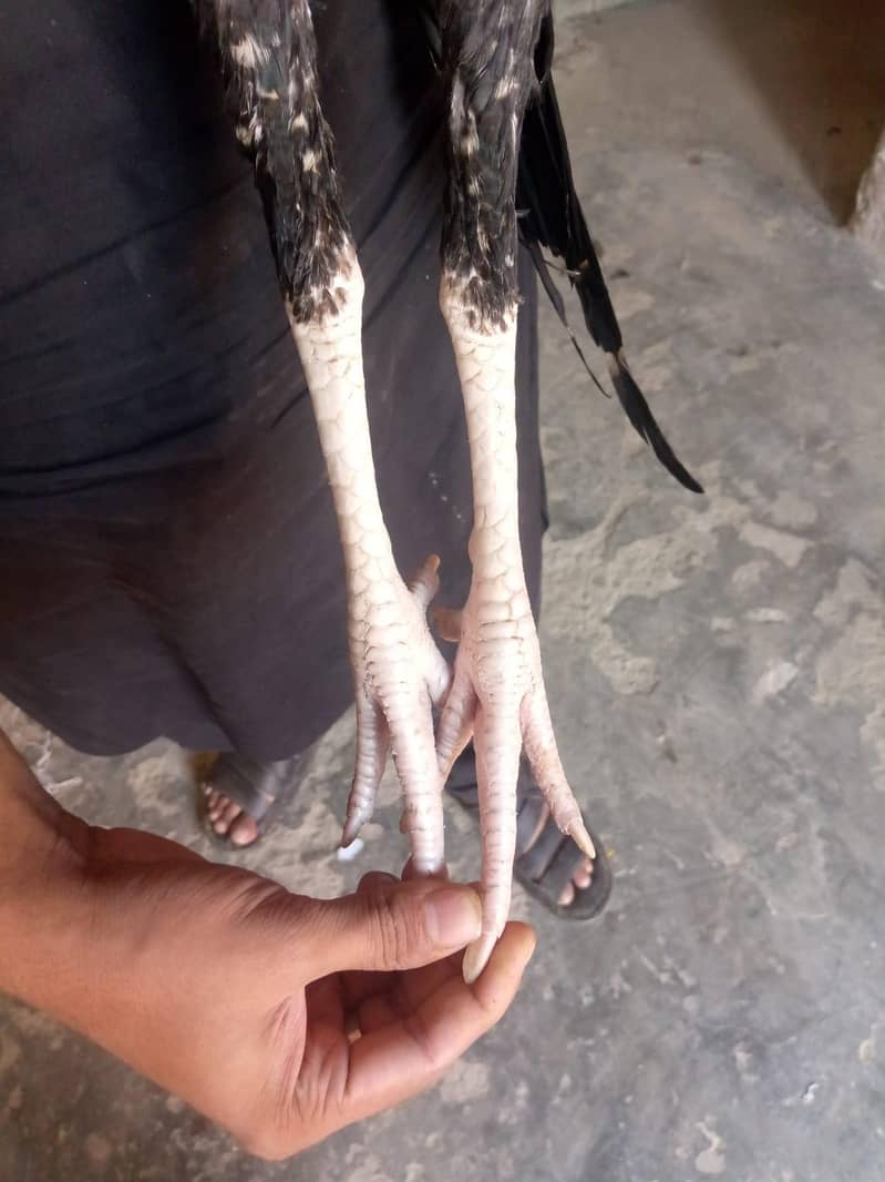 Sindhi aseel 4