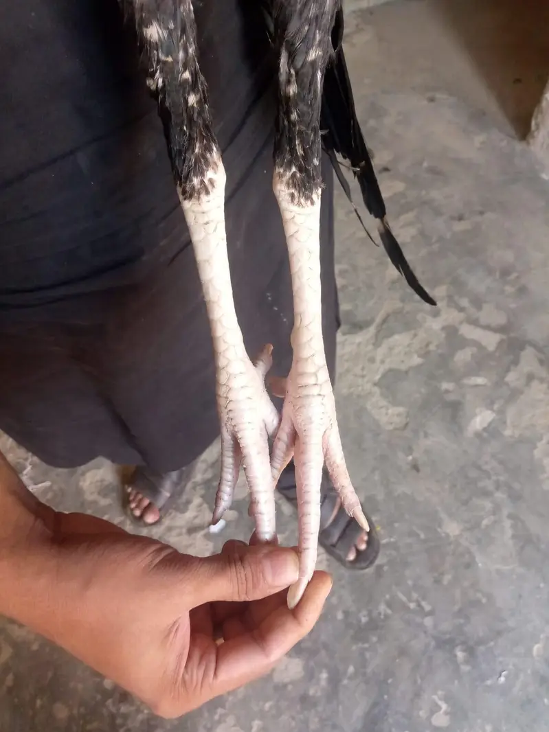 Sindhi aseel — photo 5