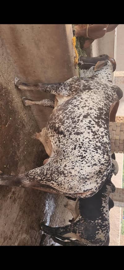 42 Lac Demand. 16 Bulls Available for Sale