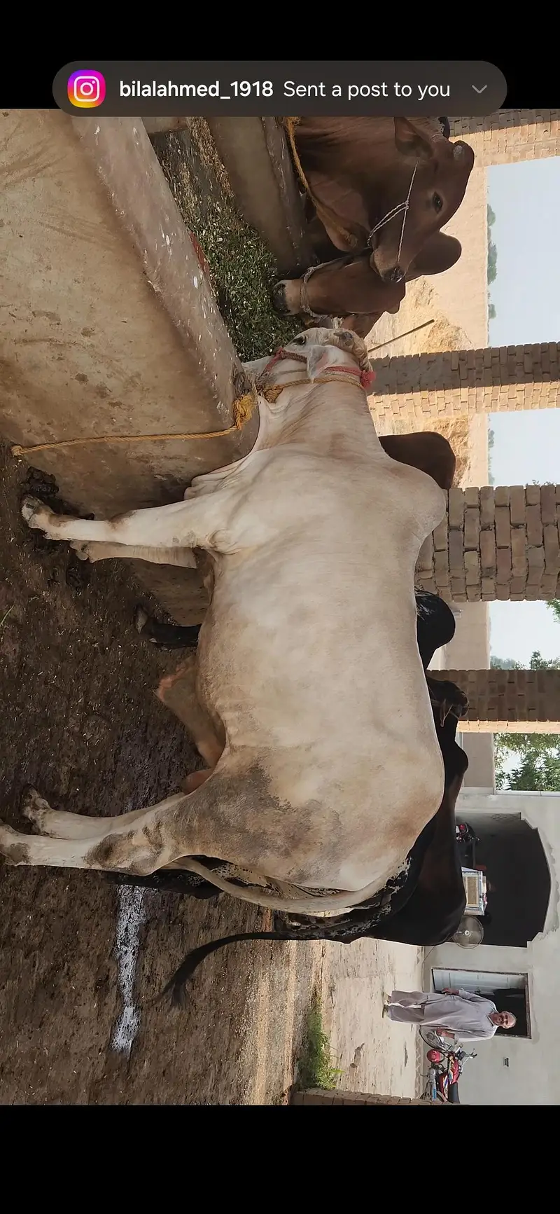 42 Lac Demand. 16 Bulls Available for Sale — photo 2