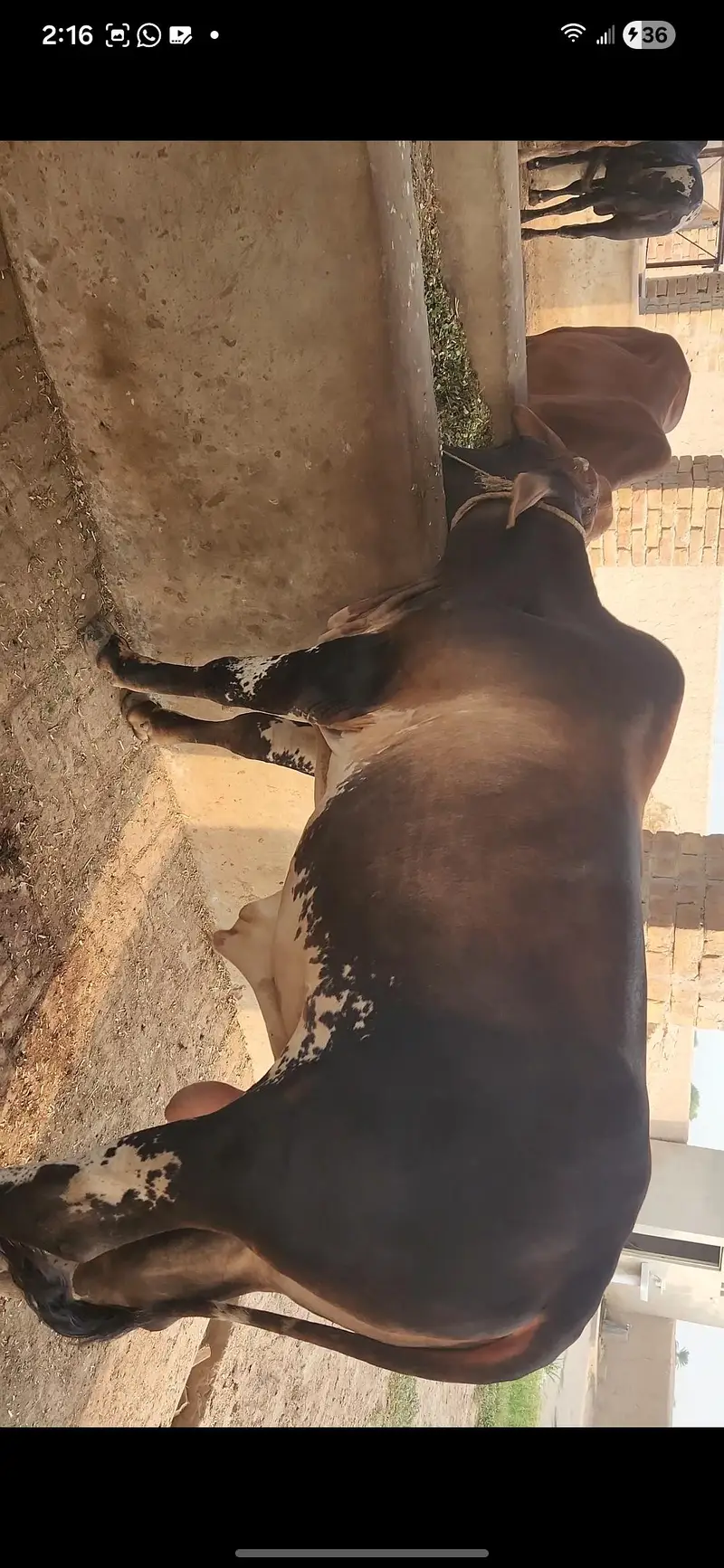 42 Lac Demand. 16 Bulls Available for Sale — photo 3