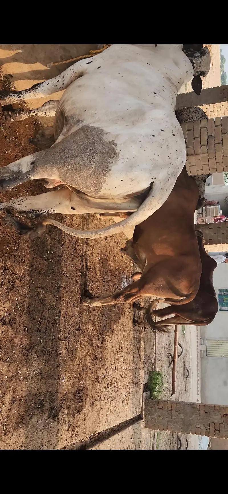 42 Lac Demand. 16 Bulls Available for Sale — photo 4