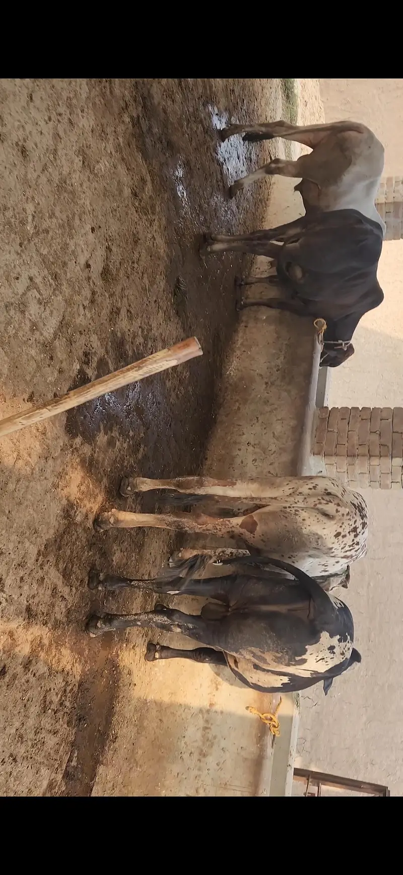 42 Lac Demand. 16 Bulls Available for Sale — photo 5