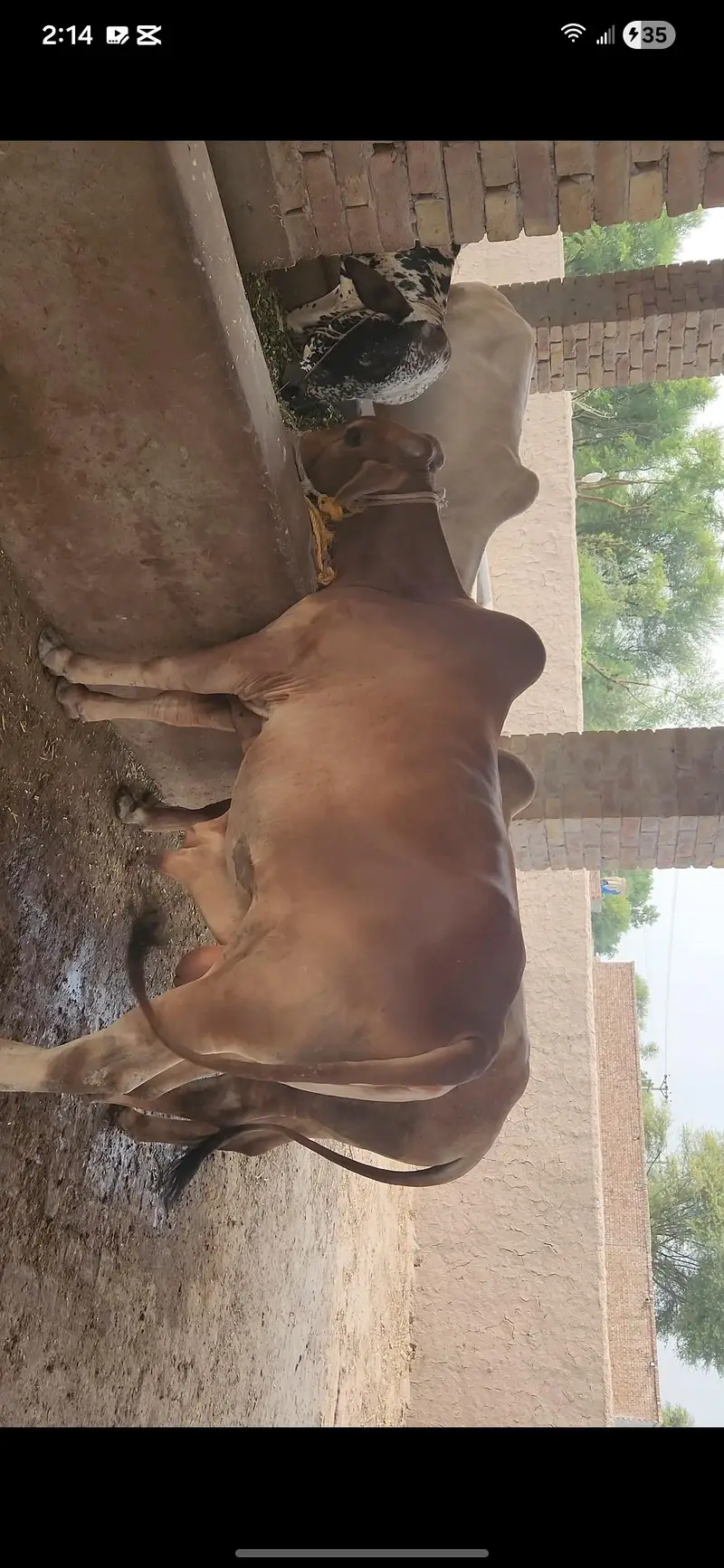 42 Lac Demand. 16 Bulls Available for Sale — photo 6