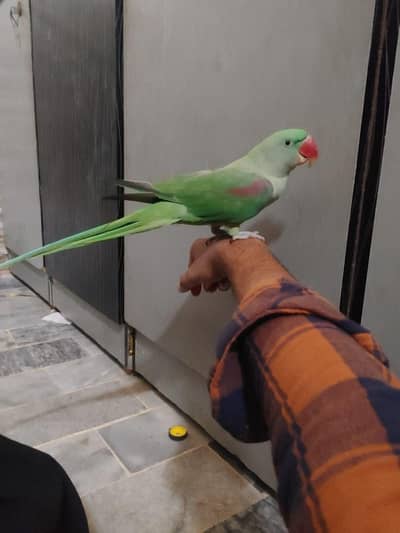 fully hand tamed raw parrot bacho se khelne wala tota