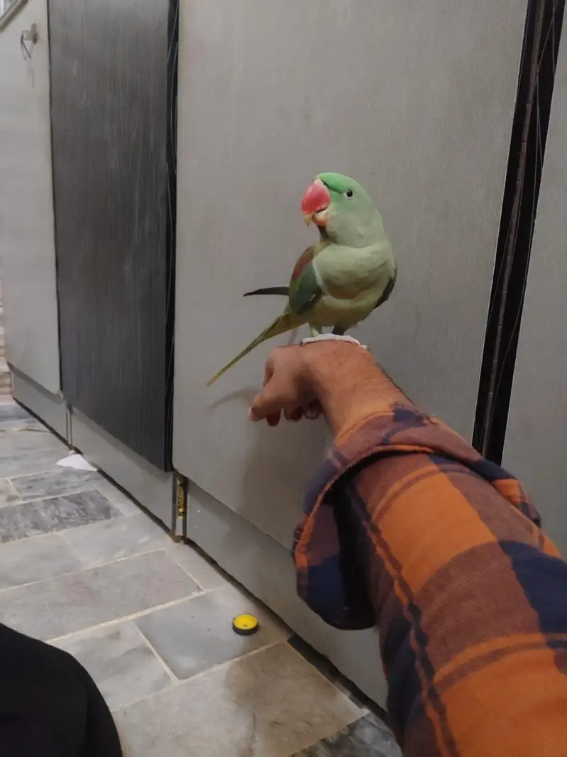 fully hand tamed raw parrot bacho se khelne wala tota — photo 2