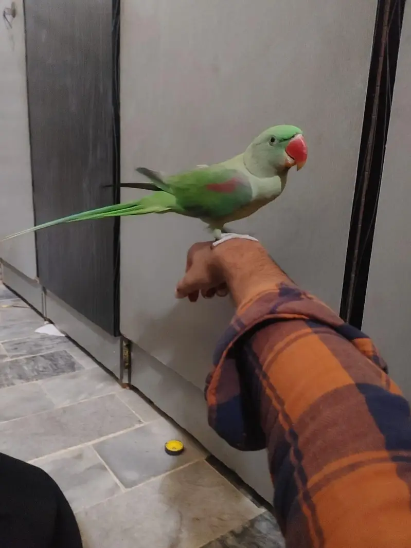 fully hand tamed raw parrot bacho se khelne wala tota — photo 3
