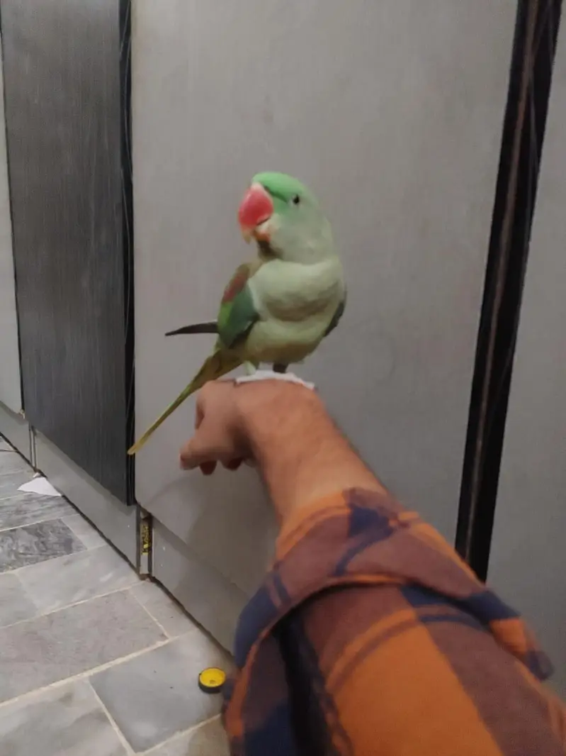 fully hand tamed raw parrot bacho se khelne wala tota — photo 4